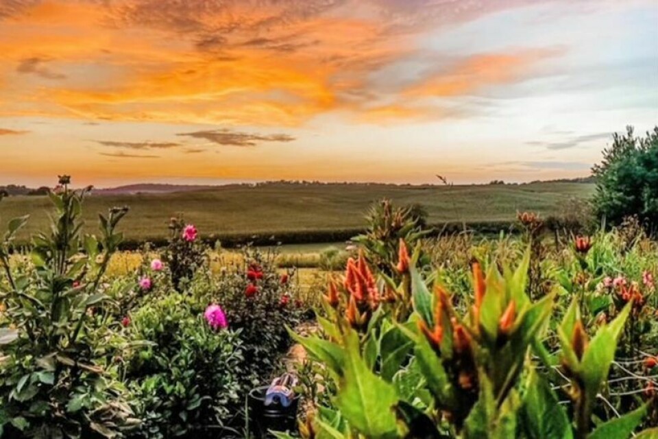 The fields of flowers at sunset can be breathtaking at Hummingbird Hill Flower Farm near Shreve. Hummingbird Hill Flower Farm a peaceful oasis near Shreve