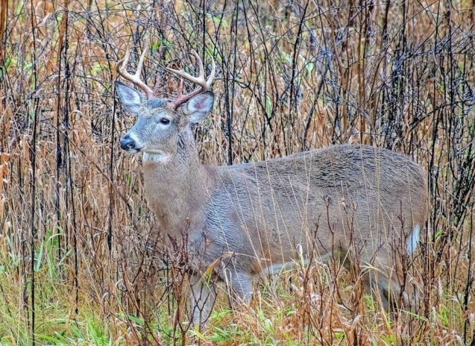 Hunters age 17 and younger checked 10,449 white-tailed deer during the state’s youth gun hunting season on Saturday and Sunday, Nov. 16-17. Youth hunters checked 10,449 white-tailed deer Nov. 16-17