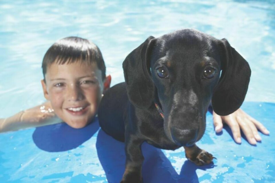 New this year is a dog swim. Foundation to hold fundraiser at the Commons