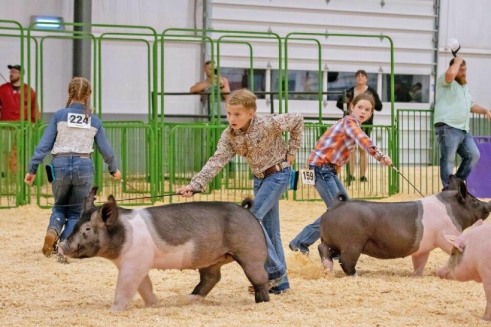One of the only fairs in Ohio to focus on the junior fair 4-H programs, Holmes County Fair continues to show support for its youth through the annual livestock auction while the 4-Hers get to show off their showmanship skills in many different areas. The fair will take place at Harvest Ridge Aug. 5-10. Holmes County Fair ramping up for an exciting week