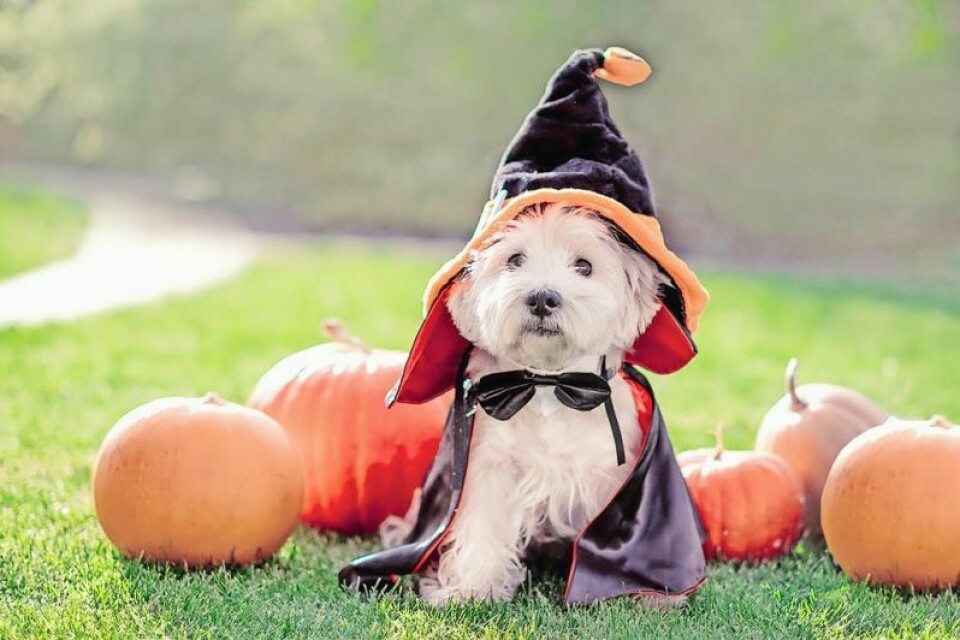 The public is invited to deck their dogs out in whatever fun costumes they like and join the crowd during the upcoming Barktoberfest celebration at Harvest Ridge on Sunday, Oct. 22 from 2-5 p.m. Barktoberfest should be a howling good time
