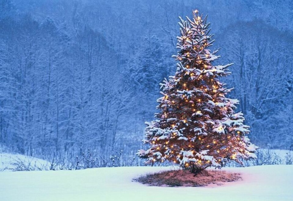 The public is invited to join the village of Nashville for its annual Christmas Tree Lighting Ceremony on Sunday, Dec. 1 at 7 p.m. Nashville set for a night of joy at tree lighting
