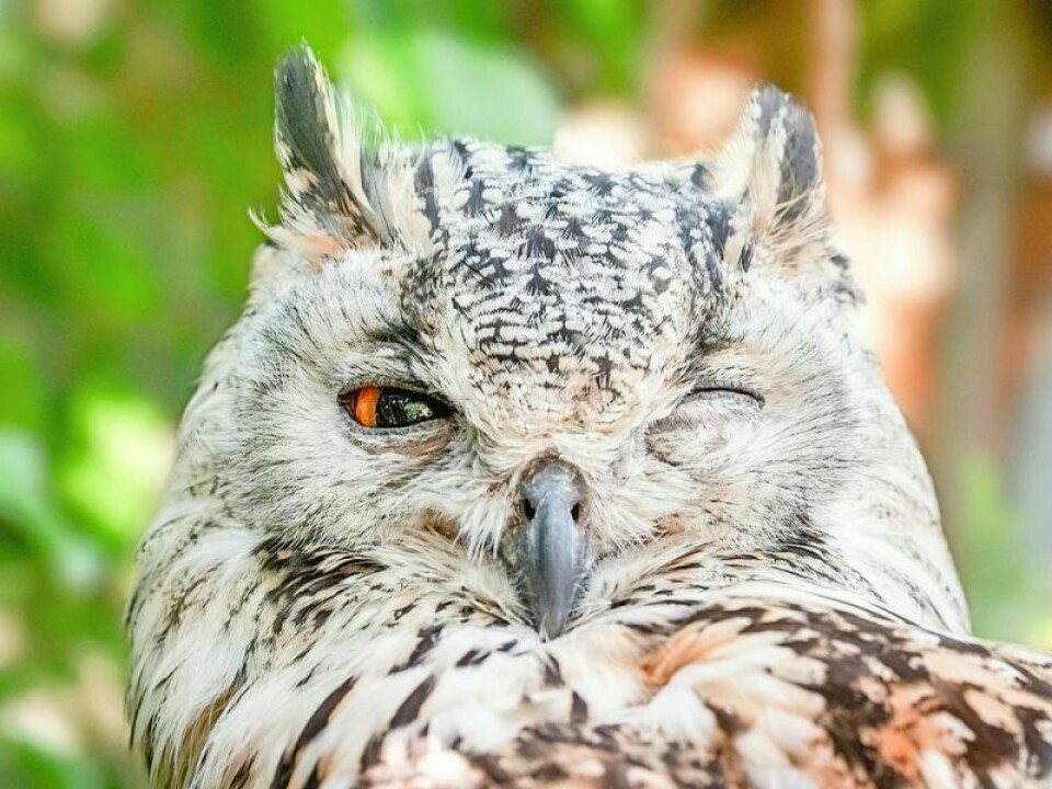 Come to the library to meet and interact with birds from the Ohio Bird Sanctuary. Tusc libraries to host Animal Encounters in June