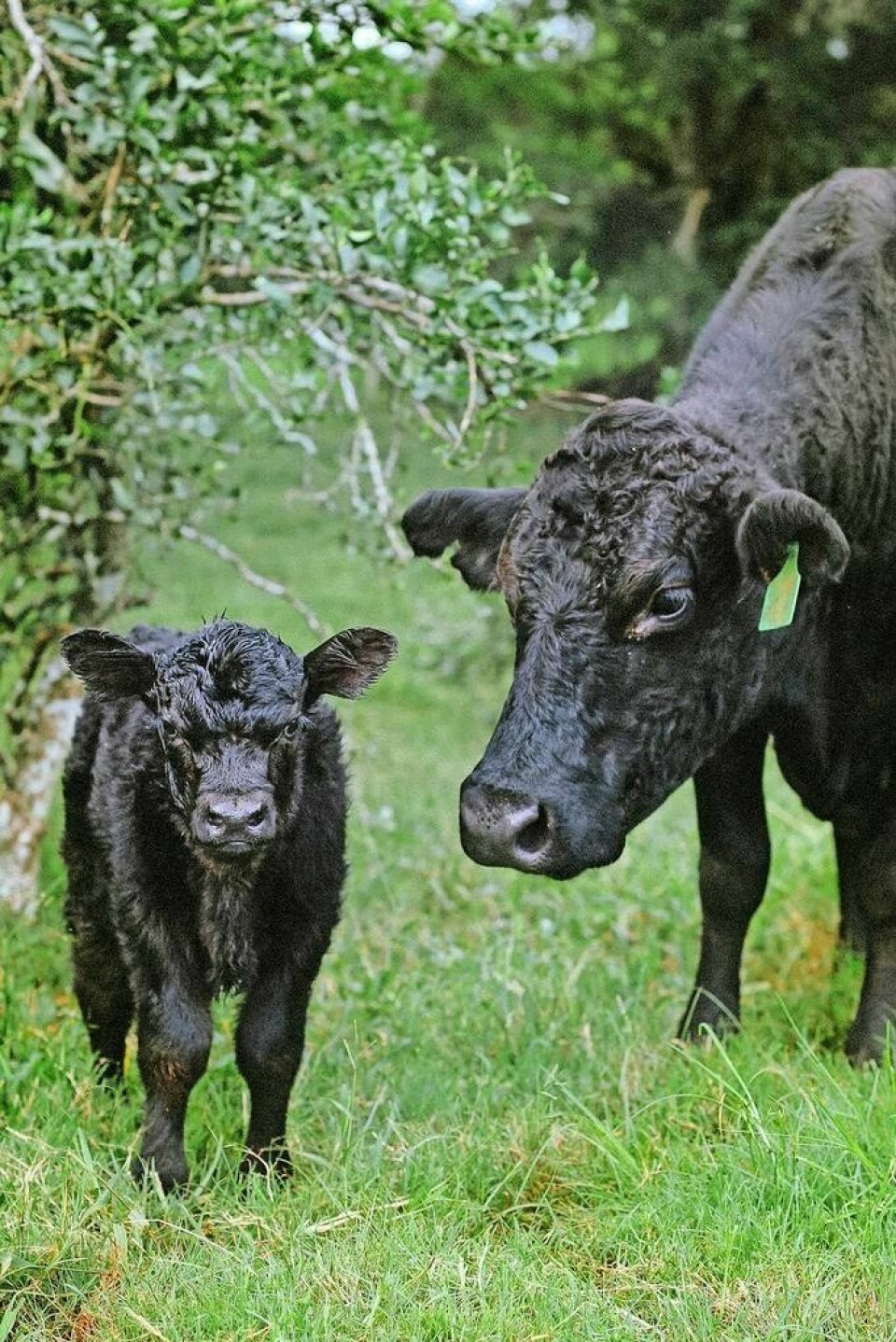 4-H and FFA youth interested in exhibiting a market beef animal at the 2025 Tuscarawas County Fair will need to present their animal at market beef tag-in. Market beef tag-in scheduled at fairgrounds