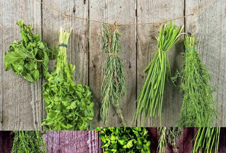 From fresh herbs like these to lettuce and other vegetables, West Holmes High School has invested in a new hydroponic wall program that will supply the cafeteria with plenty of fresh items to serve to students. WH Schools looks to ‘go fresh’ with hydroponic wall