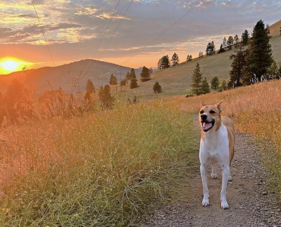 The Wayne County auditor and dog warden remind dog owners that Jan. 31 is the deadline to purchase dog tags. Dog license registration is ending on Jan. 31