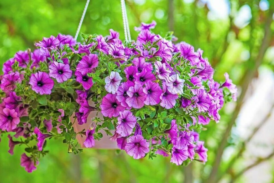 Hanging baskets, flowers, plants and more will be available at the upcoming Pomerene Hospital Auxiliary Flower/Plant Sale, scheduled to take place Tuesday, May 7. Pomerene Auxiliary ready to spruce up spring