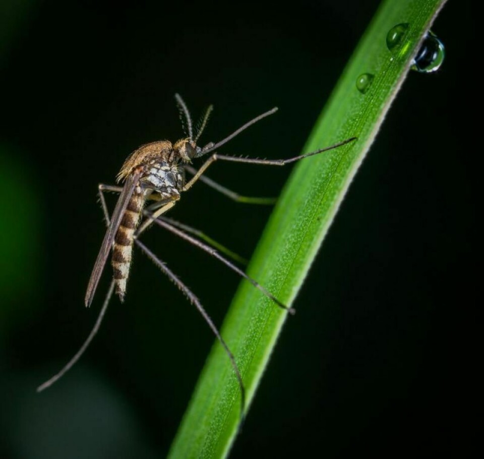 The Tuscarawas County Health Department was notified Aug. 6 by the Ohio Department of Health that three mosquito samples tested positive for West Nile virus. More mosquitoes test positive for West Nile virus