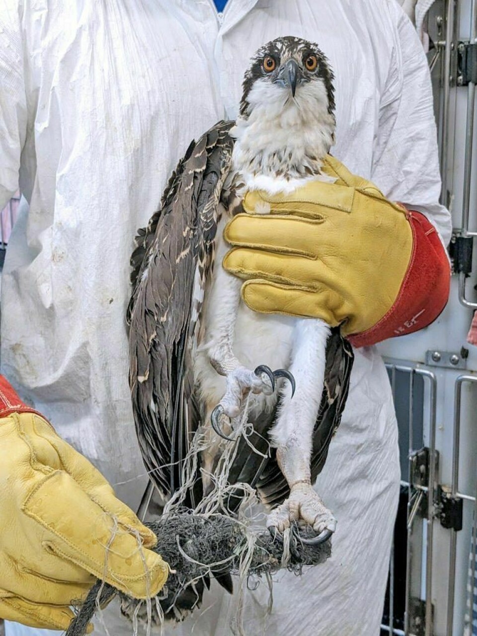 Rescuers managed to safely reach the osprey and remove the entangling fishing line. sprey rescued from fishing line near Delroy