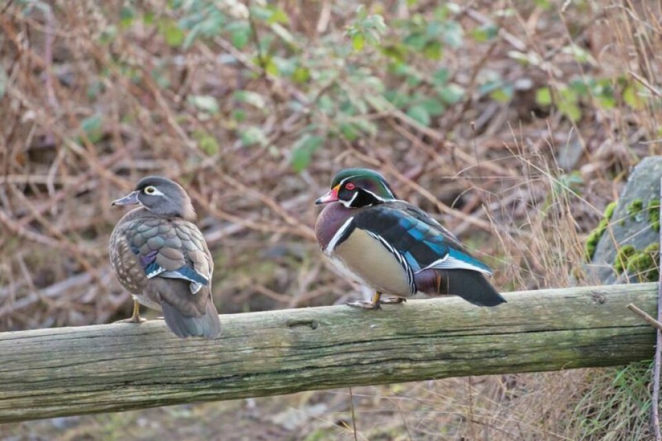 By transitioning to daily-use duck blinds, they aim to reduce the environmental impact of permanent structures while ensuring every individual has an equal opportunity to enjoy the beauty of the wetlands and the thrill of waterfowl hunting. Use of seasonal duck blinds no longer permitted