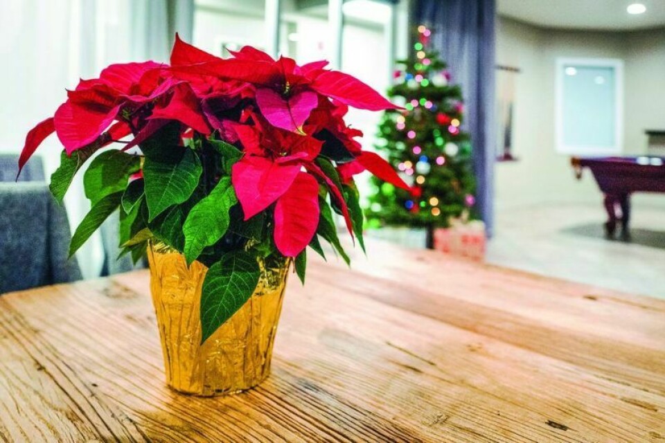 While they’re most visible during the holiday season, poinsettias prefer warm weather. Holiday poinsettias can last beyond the New Year