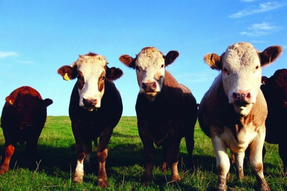 The Tuscarawas County Cattle Association annual banquet will be held Monday, Feb. 12 at 6 p.m. at the Clover Cafe. Cattle association to host annual banquet