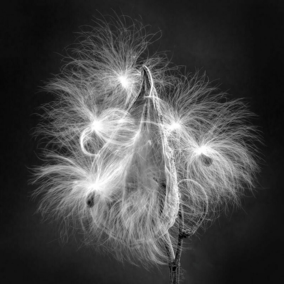 Dan Lux was awarded Best in Show for his photo, “Milkweed Seeds.” Photographers honored at art center exhibition