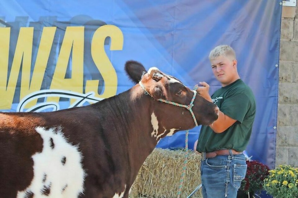 Ethan Specht, 16, of 4-H Junior Achievers with his shorthorn breeding heifer. Specht was named the top senior individual in market livestock judging at the fair. Specht, Welch named tops in judging contest