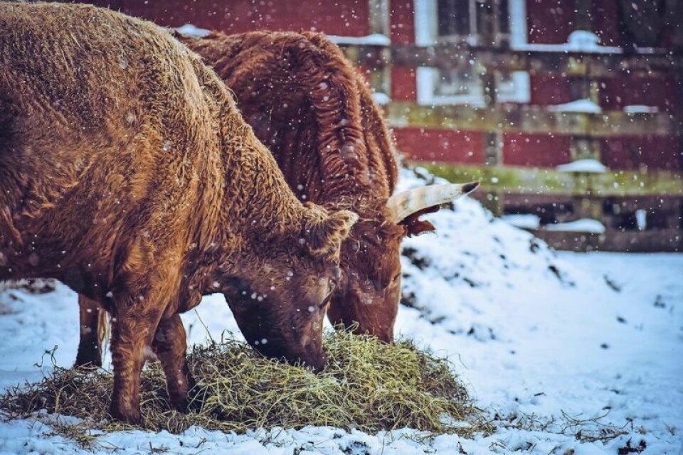 All beef producers are encouraged to attend to learn about feeding options and herd management. Local program offers winter feeding options for beef cows