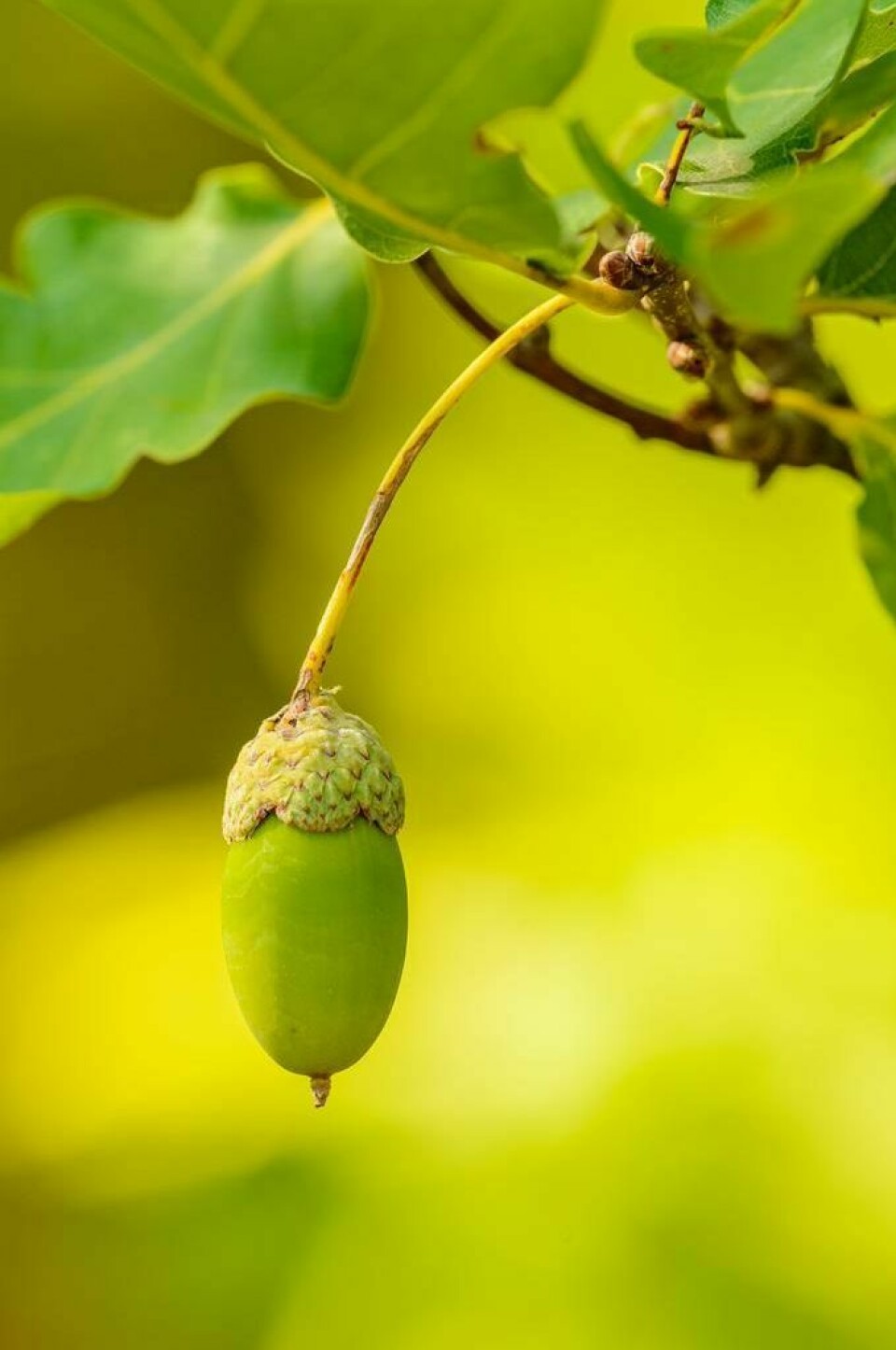 Available this year are white oak, red oak, Norway spruce, white pine, American hazelnut and paw paw. SWCD accepting tree orders now