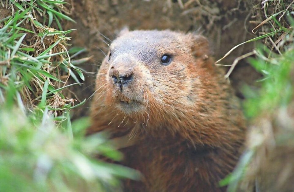 The second day of February, what is now called Groundhog’s Day, falls midway between the winter solstice and spring equinox. Brought to this country by German immigrants in 1887, the first official celebration of the day occurred in Punxsutawney, Pennsylvania. Shedding some light on Groundhog’s Day