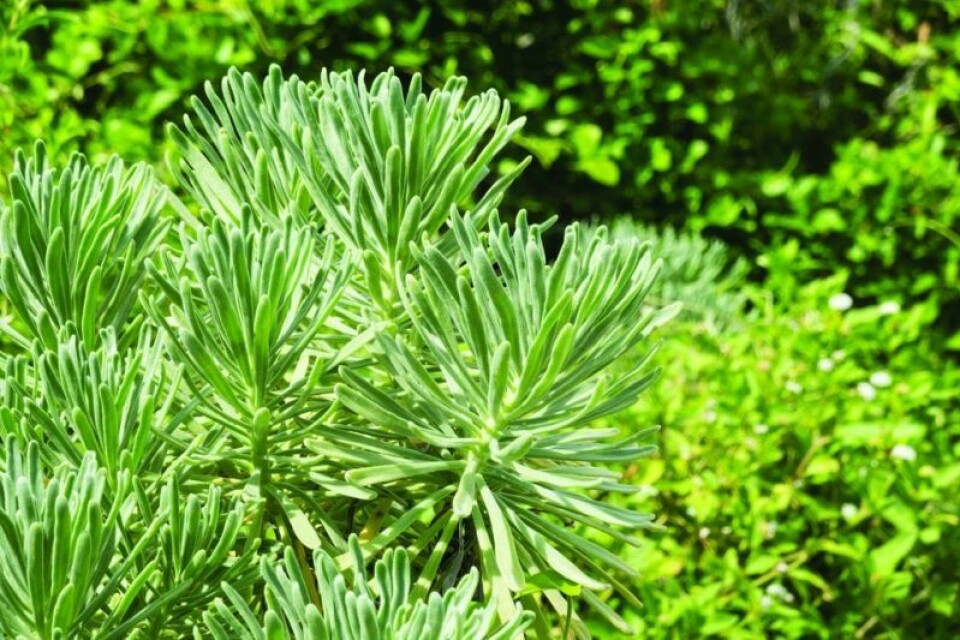The Secrest Master Gardener Volunteer Program is ready to provide answers to home gardening questions now through October. Answers for garden questions