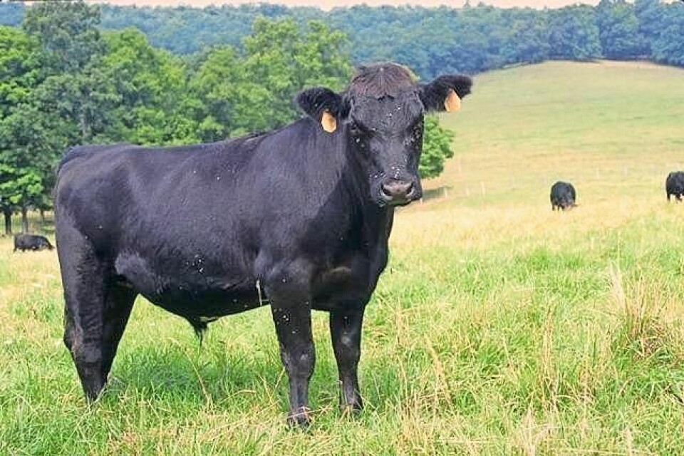 Matt Liggett and his family operate a Simmental/Angus seedstock operation in Tuscarawas County. Grazing workshop to be held at Dennison family farm