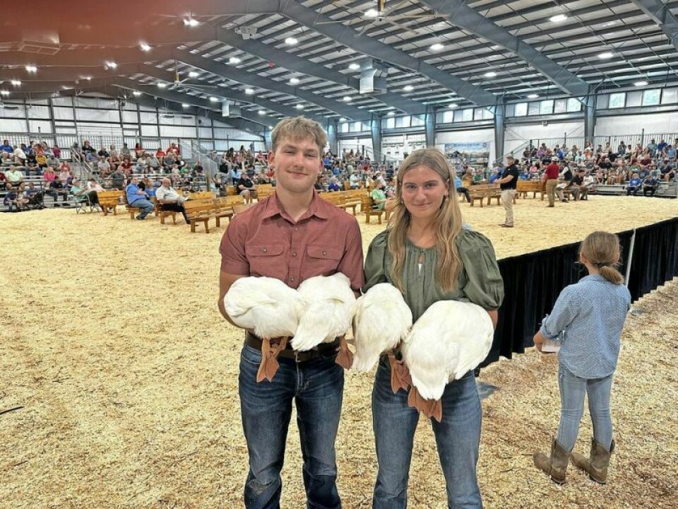 Siblings Gavin and Aubrey Schneider showcase their grand champion and reserve grand champion ducks during the livestock sale at the Holmes County Fair. The pair split their responsibilities in raising award-winnings ducks. Schneider siblings can’t ‘duck’ the spotlight at the fair