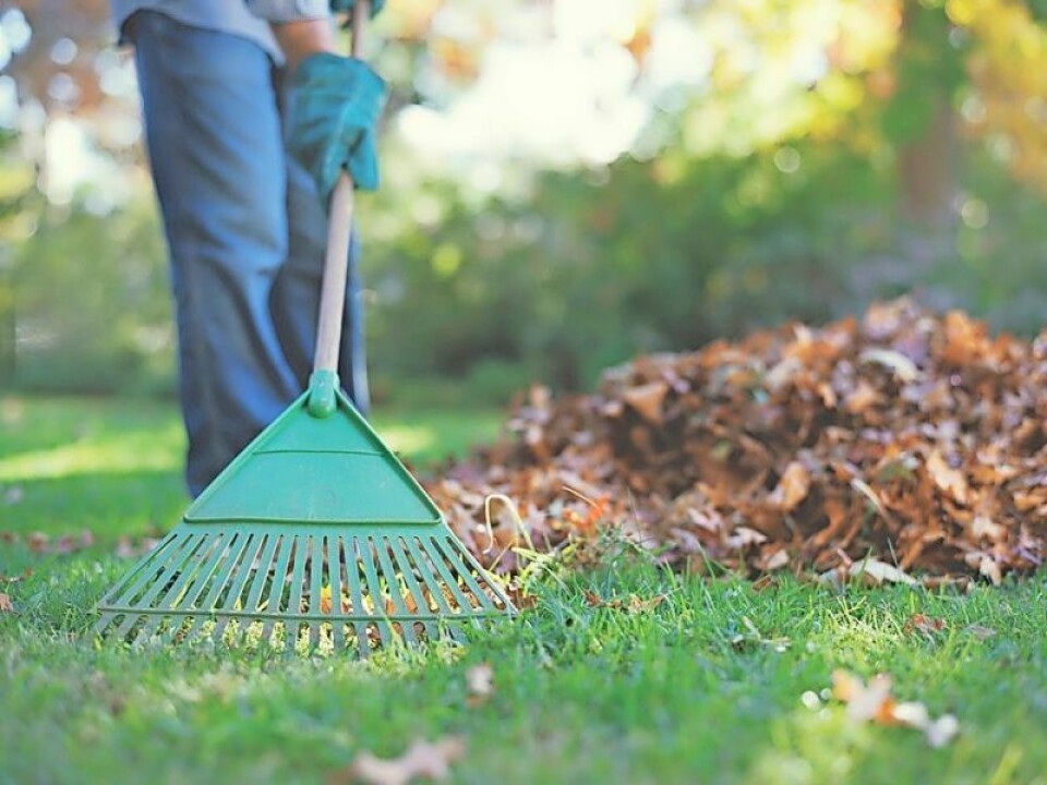 If you want to help the ecosystem this fall, maybe you should think before you rake. Insects and other invertebrates rely on fallen leaves and other organic debris to cover and insulate them from the elements. To rake or not to rake? Maybe just leave the leaves