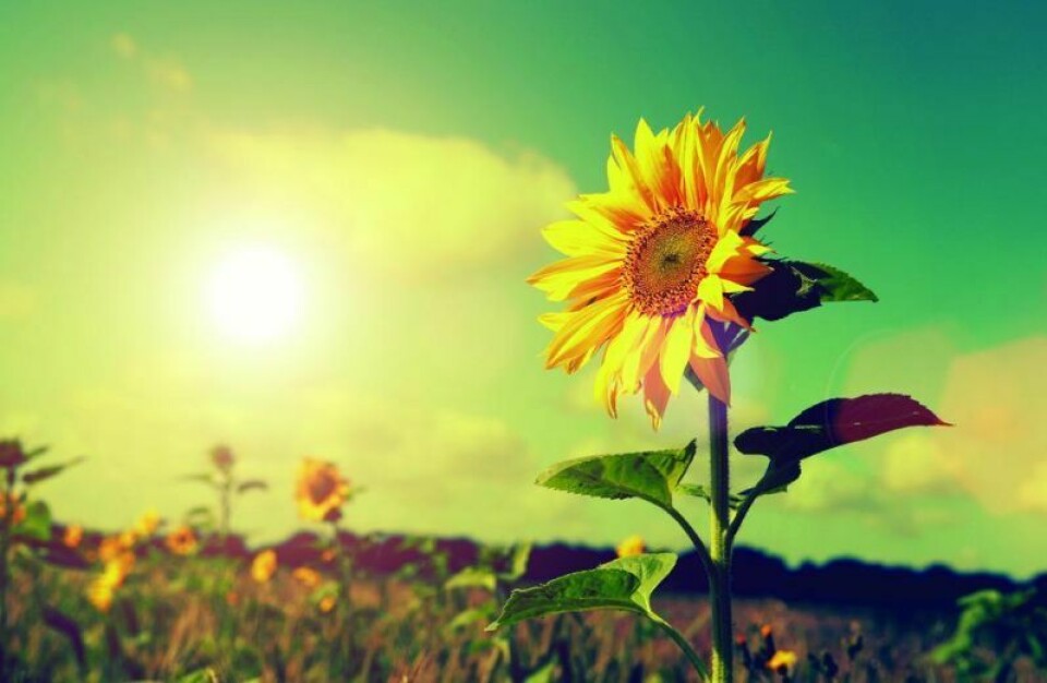 More than 50 varieties of sunflowers will be in the 4-acre field during the seventh annual sunflower festival Aug. 9-11. Sunflower festival to be held Aug. 9-11 at Coshocton