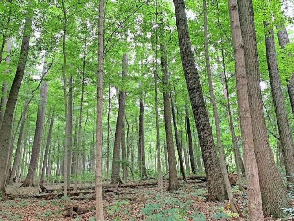 With 86% of forests privately owned in Ohio, forest health and the industry depend on the woodland management decisions of landowners enrolled in CAUV. Dept. of Taxation accepted Ohio Forestry Association’s data