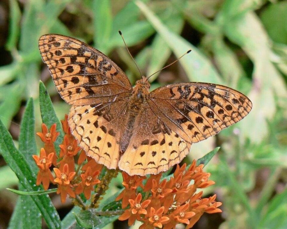 Great spangled fritillary will be one of the native Ohio butterflies on exhibit at the Norma Johnson Center. Butterfly exhibit returns to Norma Johnson Center