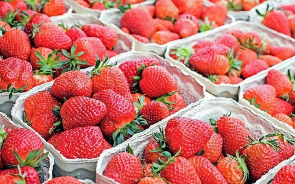 Strawberries in all forms will abound, from fresh and deep-fried to shortcake and pies. 18th annual Bolivar Strawberry Festival is June 6-8