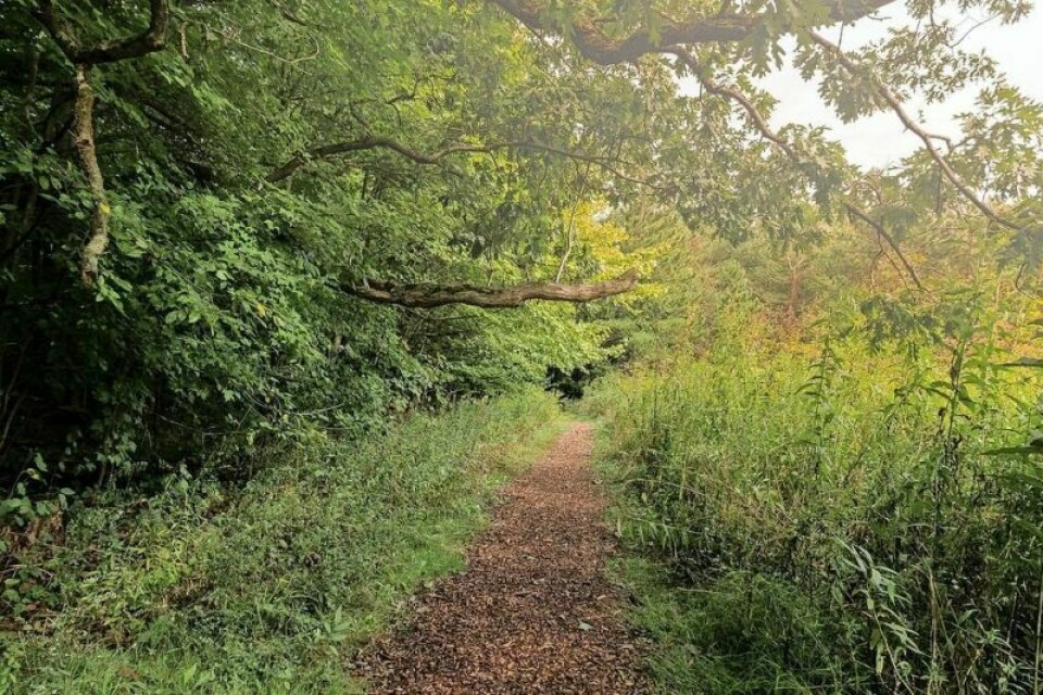 The Fall Hiking Challenge was started in 2017 as a way to promote joining the Friends of Wooster Memorial Park and to get people out in the park. This year’s challenge will start Sept. 1 and is suitable for all ages, abilities and fitness levels. Hit the trail with annual Fall Hiking Challenge