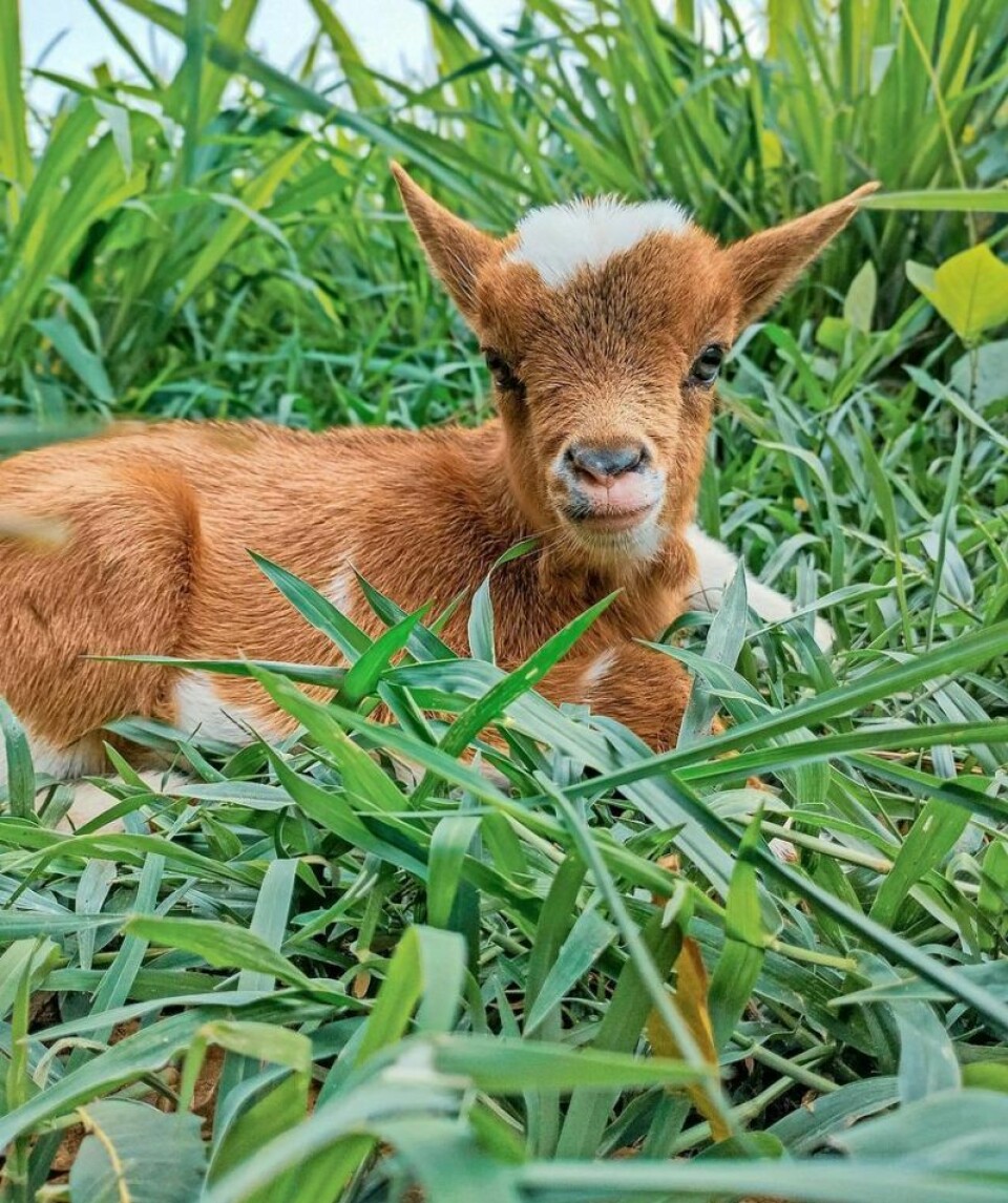 Aunt E will visit the library with a variety of baby goats. Animal Encounters comes to Tuscarawas County libraries