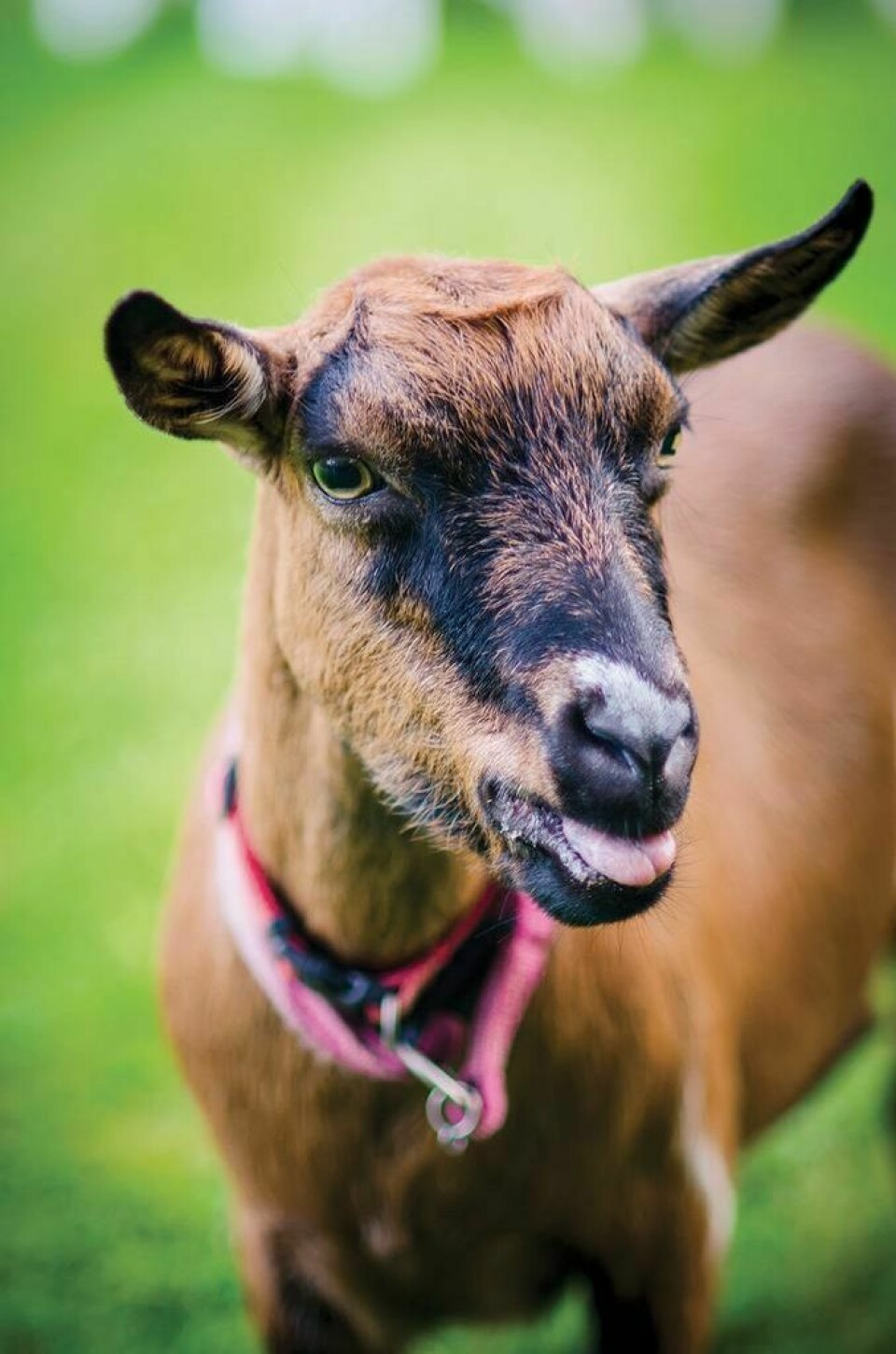 All are welcome to attend, regardless of skill level or experience. County library to host goat yoga Oct. 21