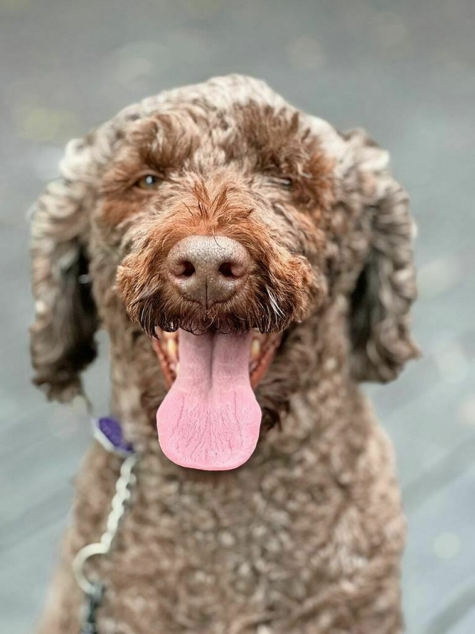 In celebration of all creatures great and small, the Zoar United Church of Christ will hold a blessing of the animals ceremony on Sept. 29 beginning at 9:30 a.m. Zoar UCC to hold blessing of the animals service
