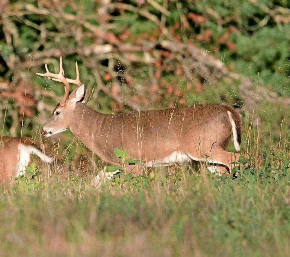 Ohio’s deer archery hunting season will begin Saturday, Sept. 28. Ohio’s deer archery hunting season begins Sept. 28