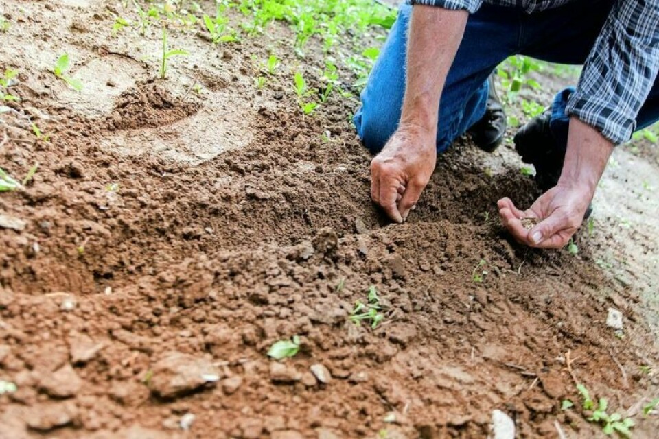 The newly formed Appalachian Regional Food Business Center is designed to help stiffen the region’s food supply chain. New food business center aids Appalachian region
