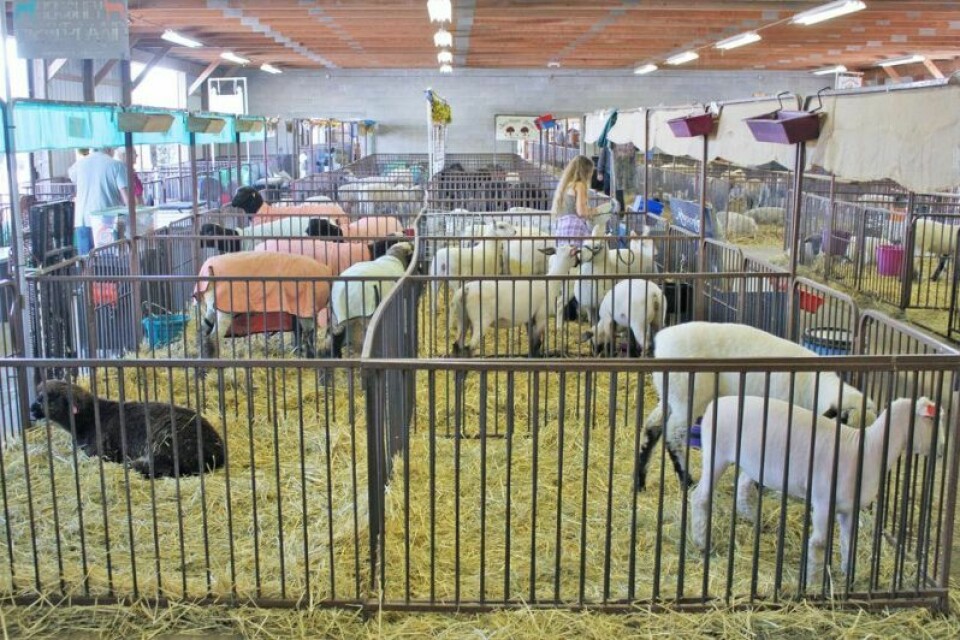 For this year’s junior fair, 1,440 4-H and FFA exhibitors made 6,510 entries. Of those, 2,854 are animals, up 150 from last year, and 1,389 are market animals. Wayne County Fair’s 175th edition has something for everyone