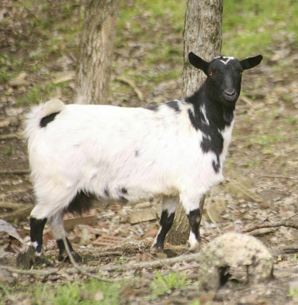The CrowTown ThrowDown Myo Mayhem goat show is a national show sanctioned by the Myotonic Goat Registry based in Alabama. CrowTown ThrowDown Myo Mayhem goat show coming in August