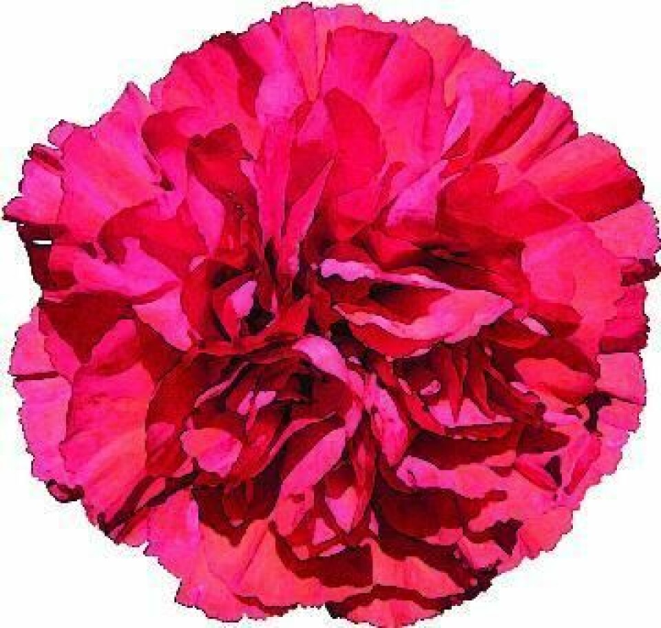 Carnations, which will be prepared by students at Buckeye Career Center, will be sold for $20 per dozen. Dover Rotary to hold annual Carnation Sale