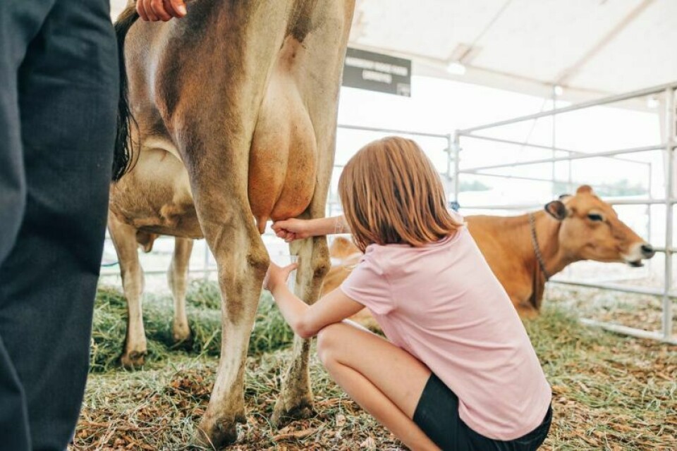 A child milks a Jersey cow during last year’s Food Independence Summit, which is one of the activities guests can experience during the afternoons. This year’s event is June 19 and 20 at Timbercrest Camp and RV Park in Walnut Creek. Third annual Food Independence Summit returning to Walnut Creek