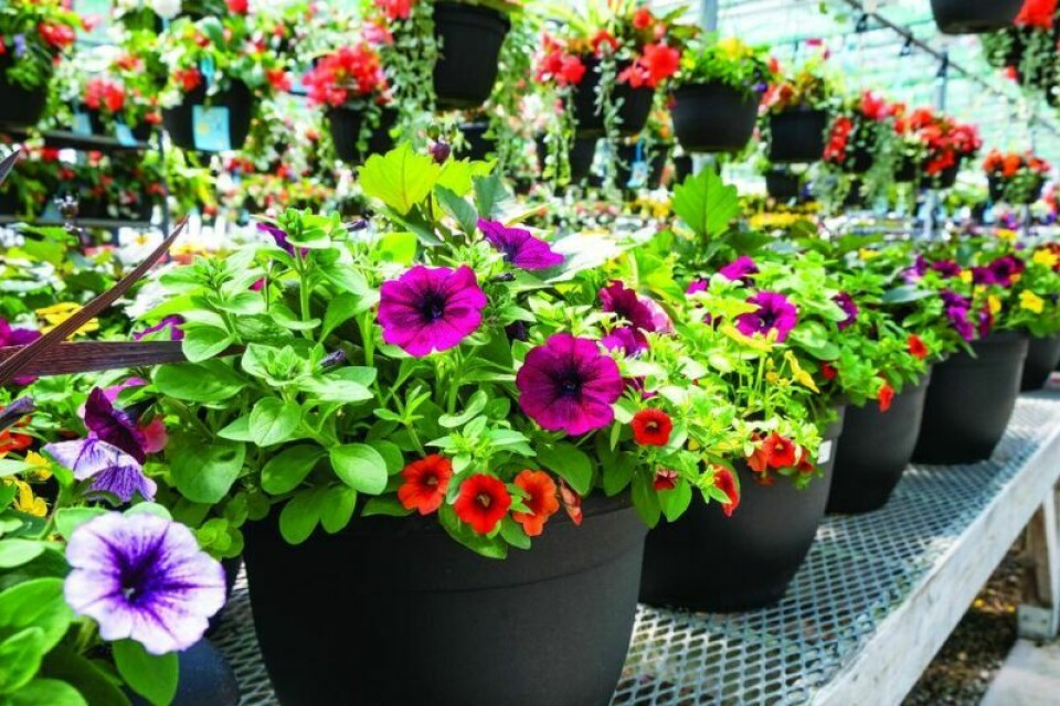 If you have plants you would like to donate to the plant sale, bring them to the library the day before the sale or even the morning of the sale. The Dover Public Library to host annual plant sale