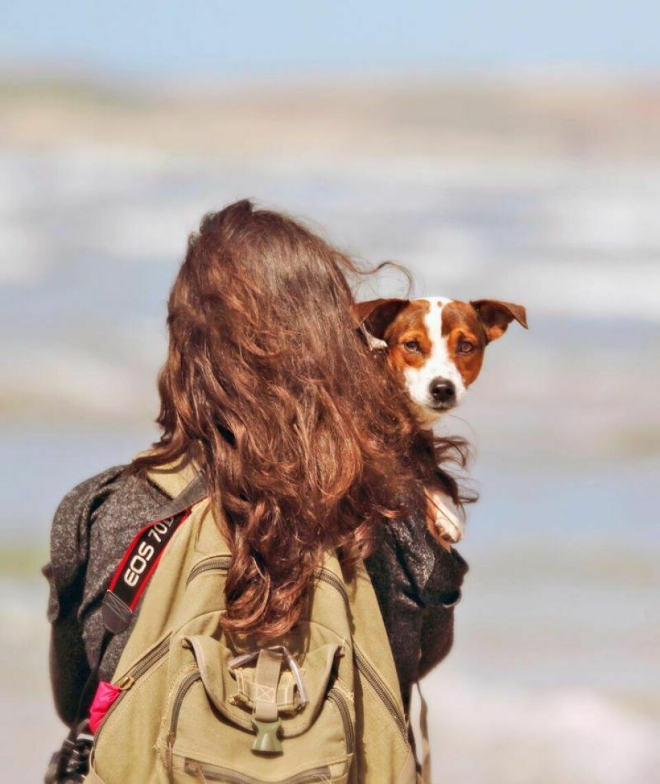 TuscParks invites the public to take their dog for a stroll along the trails of the Norma Johnson Center for the Dog Days of Summer event on Aug. 26. Dog Days of Summer hike planned