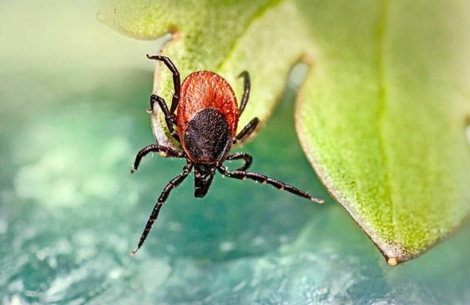 The New Philadelphia City Schools, in partnership with the Tuscarawas Park Department and the Ohio State University Extension, will host a program about ticks. Learn more about ticks and disease