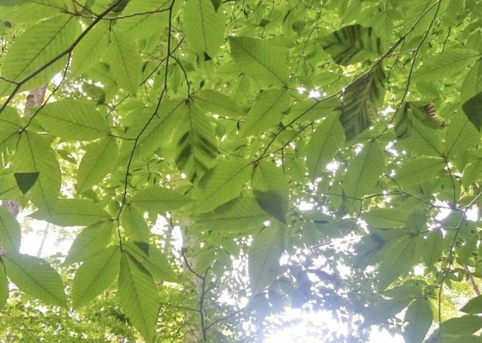 Dark banding on beech leaves is an early symptom of beech leaf disease. BLD was recently confirmed in Wooster Memorial Park. Beech leaf disease now in Wooster Memorial Park