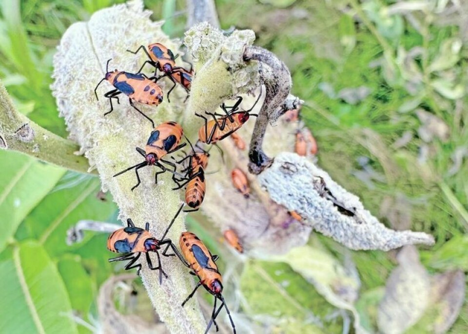 The red milkweed beetle feeds on the leaves and flowers of the common milkweed, drawing the plant’s toxicity into its own body to use as a defense mechanism. The bright coloration of the insect reminds all would-be predators “this is the bug that made you sick that time you tried it,” and monarch butterflies, a species that peacefully coexists with the beetle on the milkweed plant, use the very same means of defense. Predators: I’m the same bug that made you sick