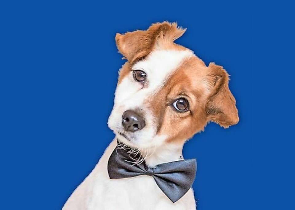 The Wayne County Dog Shelter will hold the Bow Wow Ball, its biggest fundraiser of the year, on Feb. 10 from 5-10 p.m. at the Greystone Event Center. Tickets are on sale now. Pawsitive impact: Bow Wow Ball proceeds help dogs