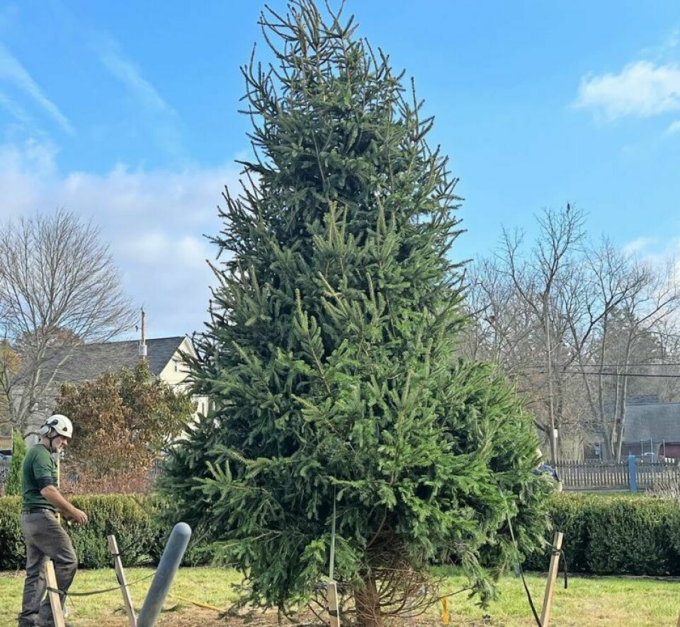 Frank Gibson of Davey Tree removes wiring that held the new tree together. At 15 feet in height, it will take the fledgling tree around 85 years to reach the height of its predecessor. New Tree of Everlasting Life is planted at the Zoar Garden