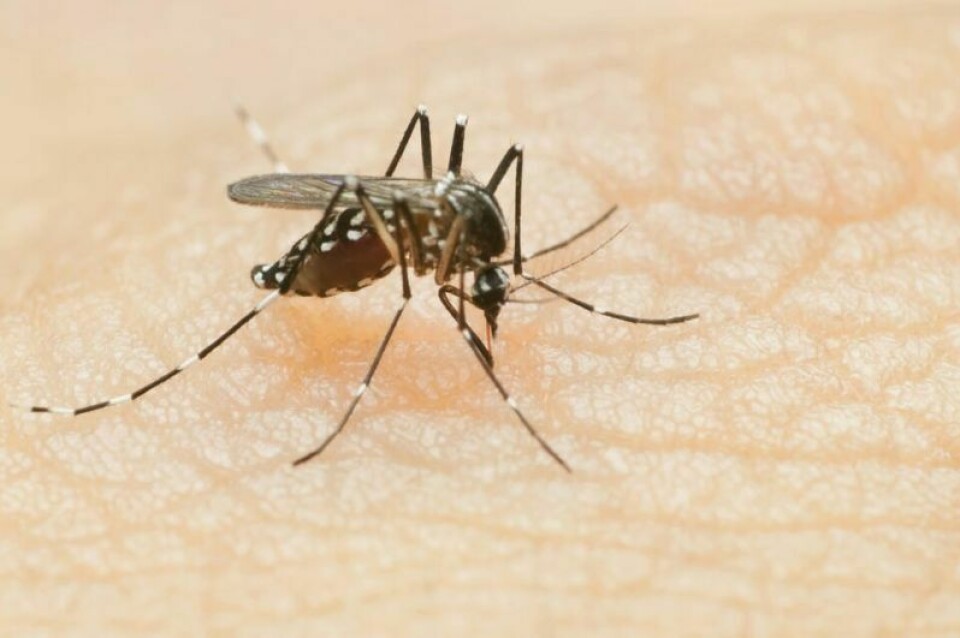 West Nile virus is the leading cause of mosquito-borne disease in the continental United States. West Nile virus found in Uhrichsville