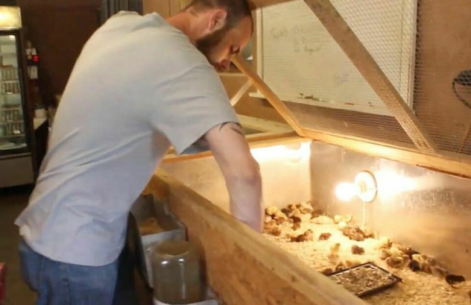Zack Greene of MyShire Quality Quail Farm tends to his quail chicks. He will be one of eight speakers during the Back to Basics Spring 2024 Homesteading Expo on Saturday, May 25 at Harvest Ridge Event Center in Millersburg. Homesteading Expo is May 25 at Harvest Ridge