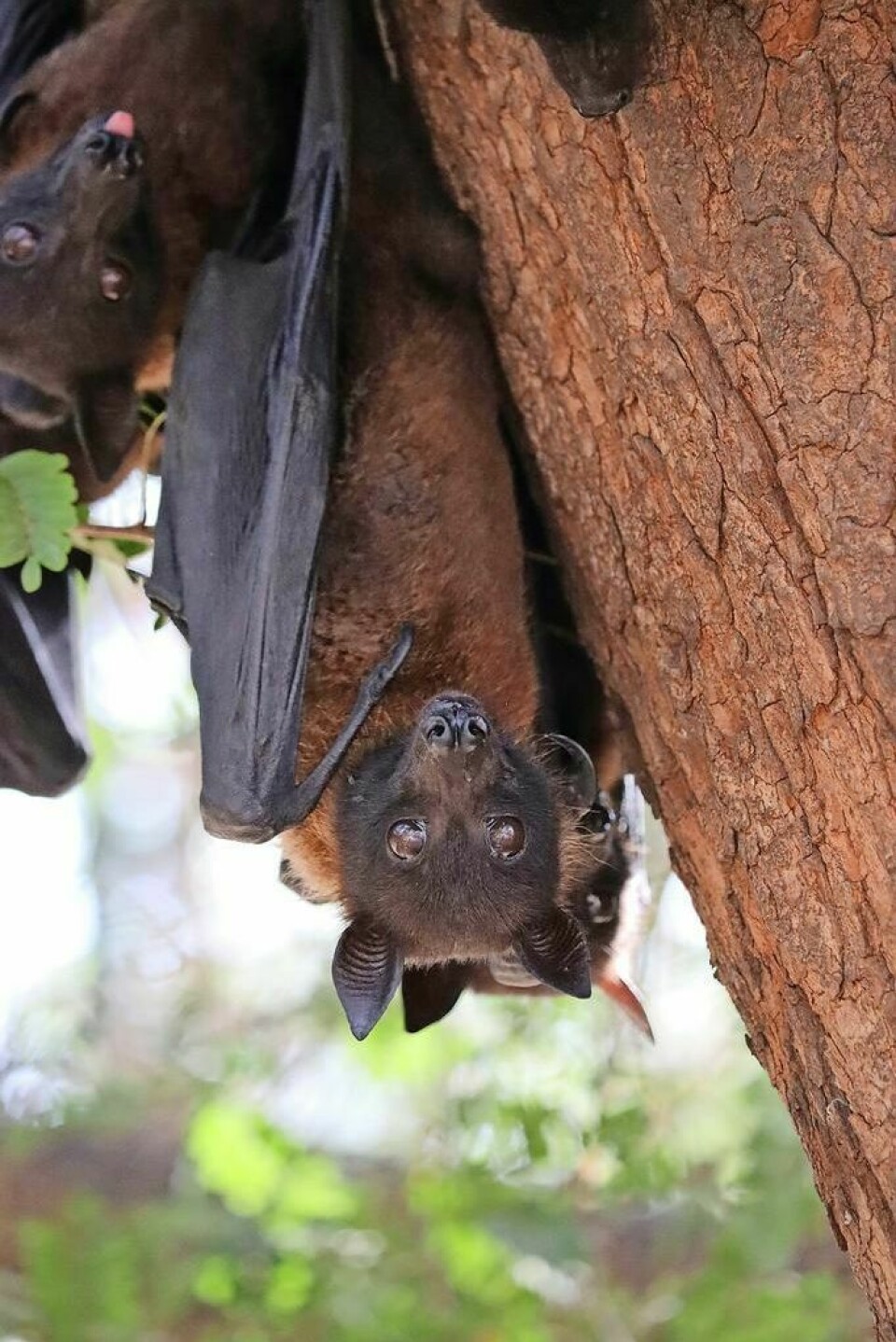More than 300 species of fruit depend on bats. Join The Wilderness Center and Save Ohio Bees for Beloved Bats: A Celebration of Bats. TWC to host special event on bats of Ohio