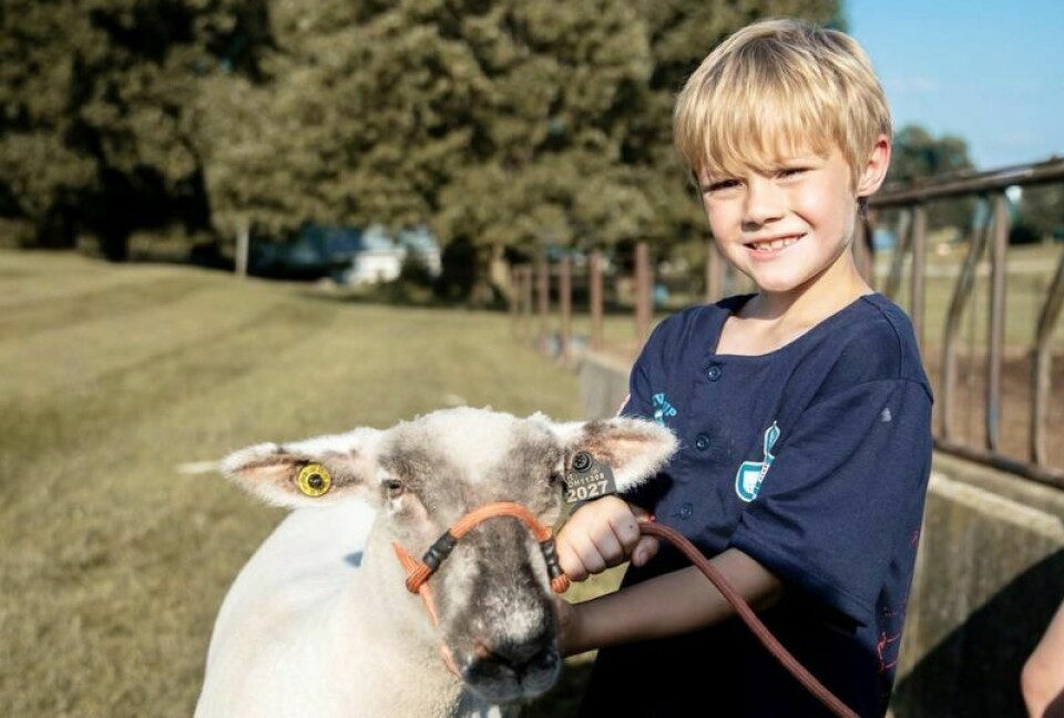 Jackson invests in training with a sheep, one of the many animals that are available to be shown by individuals with special needs at the BeYou Livestock Show at the Holmes County Fair on Aug. 12. BeYou Livestock Show inspiring for all